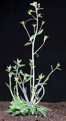 Lúdfű (Arabidopsis thaliana)