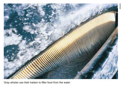 A bálna szilája