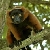 Vöröskabátos Lemurok Madagaszkárról