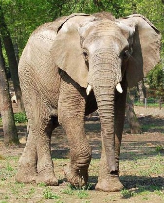 Az afrikai elefánt