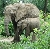 Elefántok Nyíregyházán