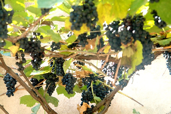 Az éghajlat a bortermeléshez kiváló: Grúziában mintegy 500 fajta bort készül