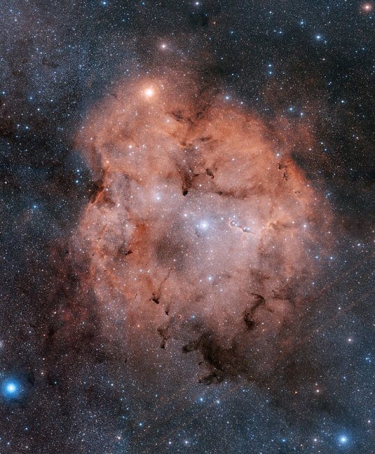 A μ Cephei az IC 1396 jelzésű ködösség szomszédságában található (fényes, narancssárga csillag a kép tetején). A kép közepétől jobbra a híres Elefántormány-köd (kép: Davide De Martin - Skyfactory)
