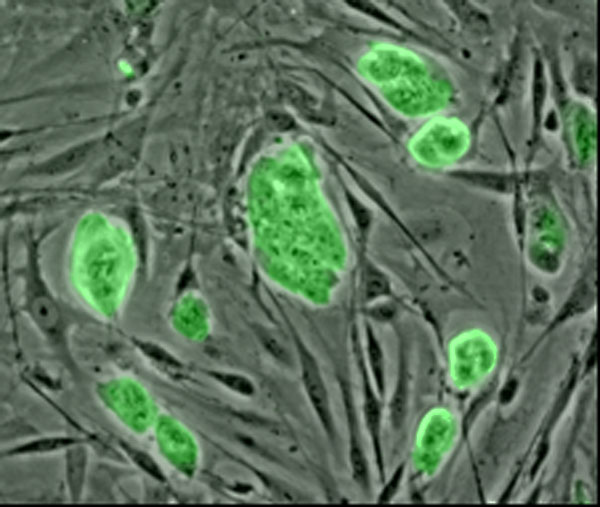 Fluoreszcens markerrel megjelölt egér-őssejtek
