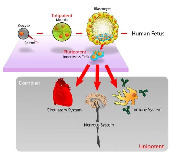Pluripotent, embryonic stem cells originate as inner mass cells within a blastocyst. The stem cells can become any tissue in the body, excluding a placenta. Only the morulas cells are totipotent, able to become all tissues and a placenta. 