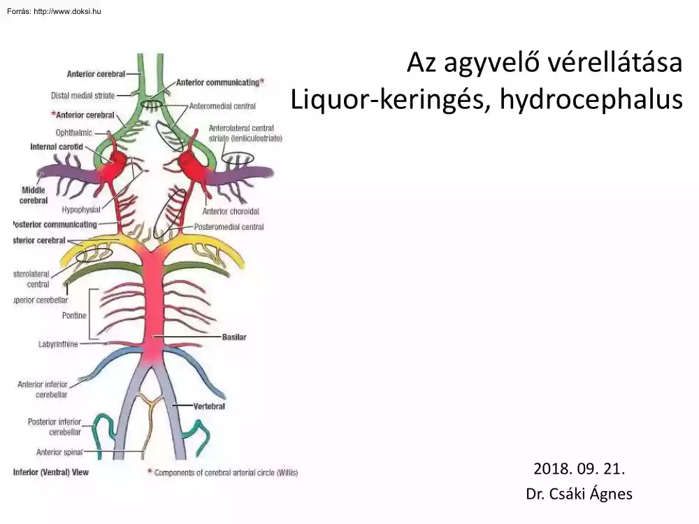 Dr. Csáki Ágnes - Az agyvelő vérellátása.  Liquor-keringés, hydrocephalus