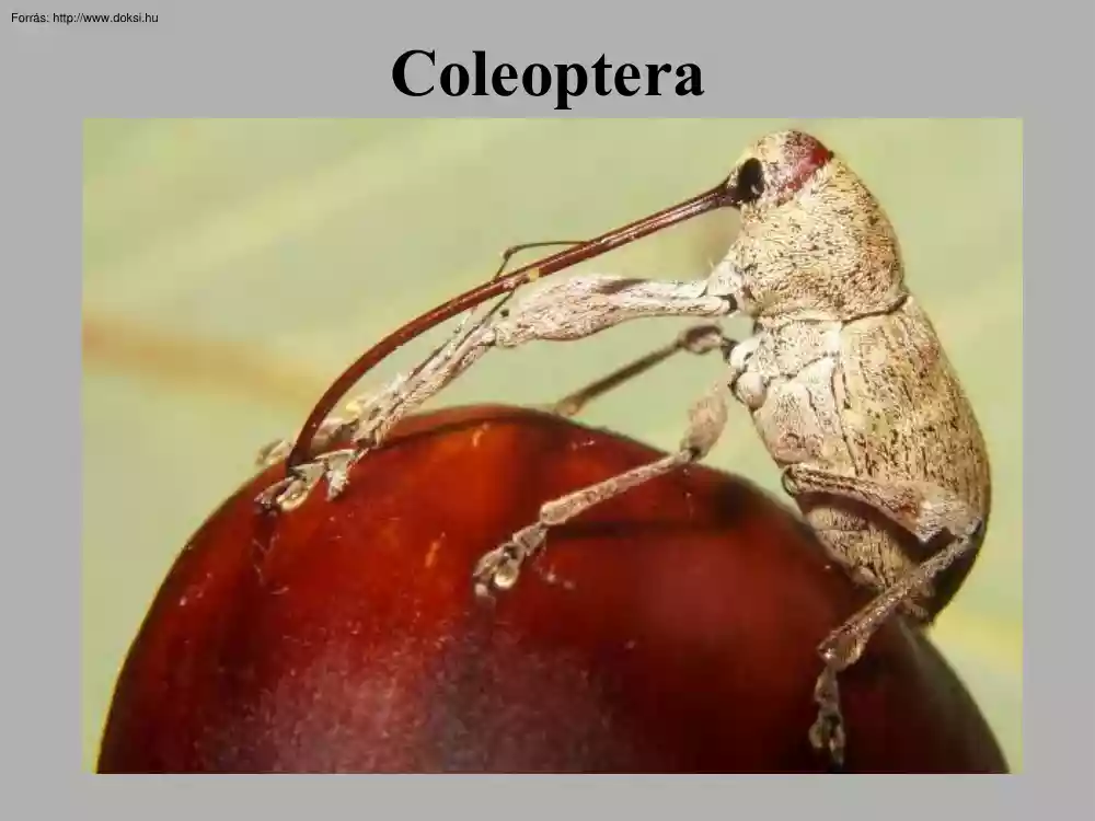Bogarak (Coleoptera) képei III