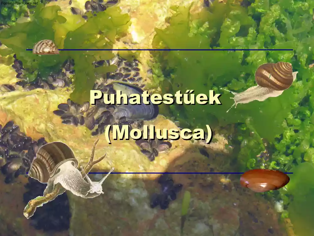 Puhatestűek, Mollusca