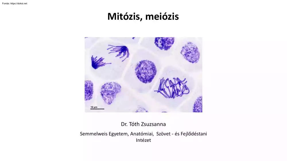 Dr. Tóth Zsuzsanna - Mitózis, meiózis