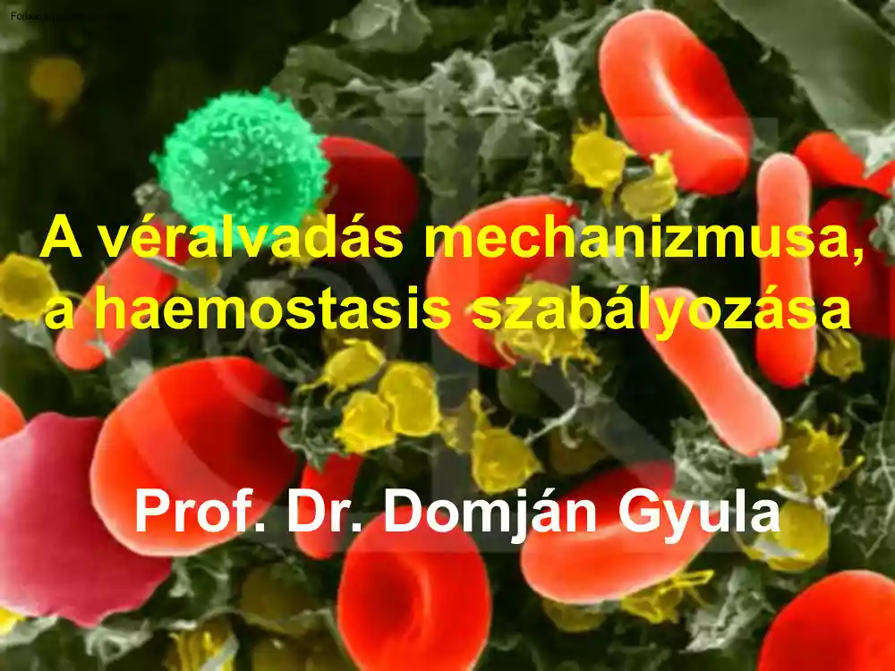 Prof. Dr. Domján Gyula - A véralvadás mechanizmusa, a haemostasis szabályozása