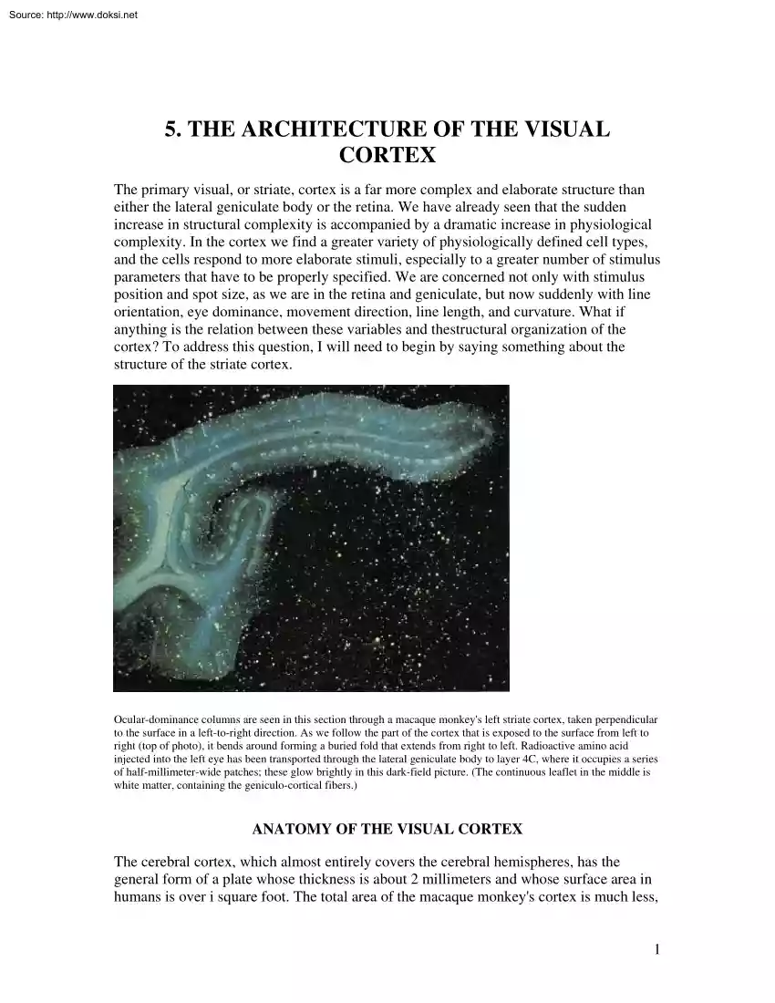 The Architecture of The Visual Cortex