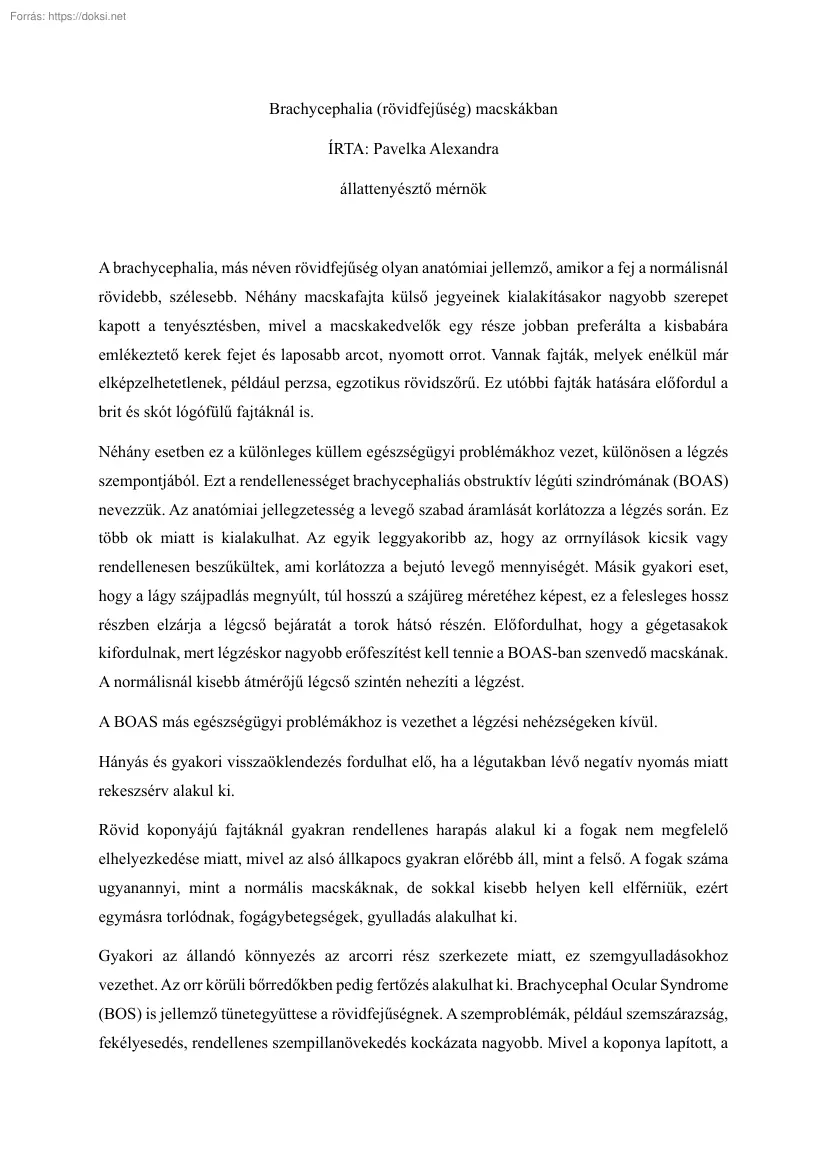 Pavelka Alexandra - Brachycephalia (rövidfejűség) macskákban