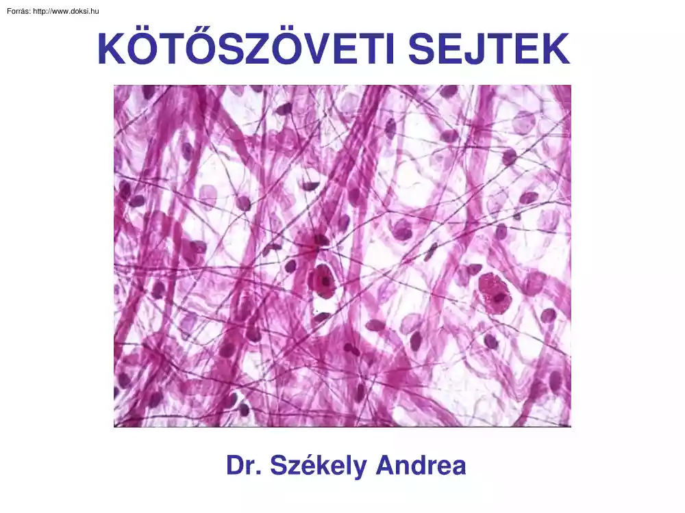Dr. Székely Andrea - Kötőszöveti sejtek