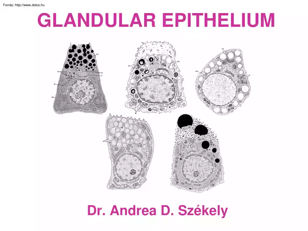 Dr. Székely Andrea - Mirígysejtek (Glandular Epithelium)