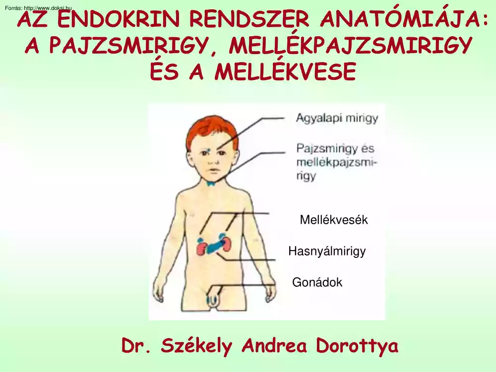 Az endokrin rendszer anatómiája (Pajzsmirigy, mellékpajzsmirigy, mellékvese)