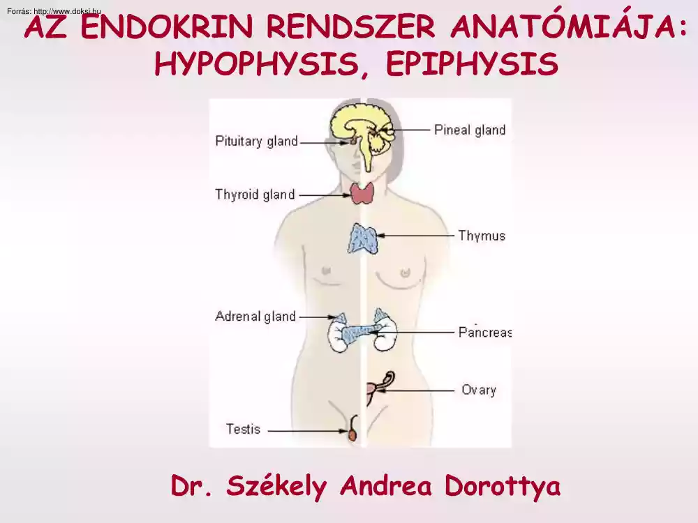 Az endokrin rendszer anatómiája (Hypophysis, epiphysis)