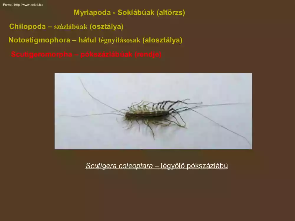 Myriapoda (Soklábúak), Crustacea (Rákok)