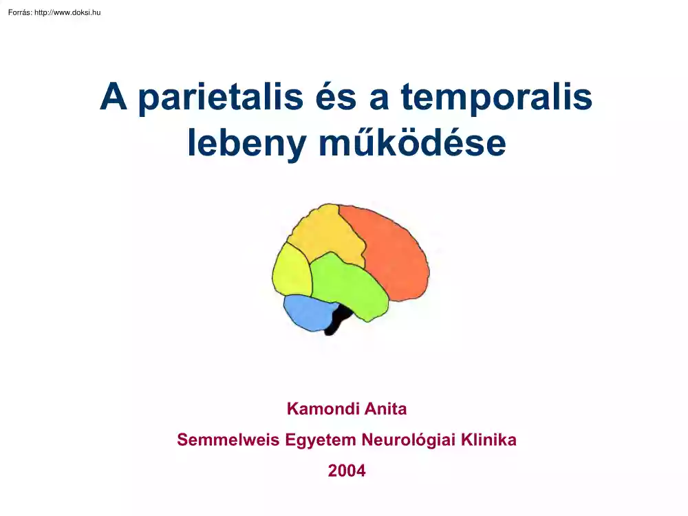Kamondi Anita - A parietalis és a temporalis lebeny működése