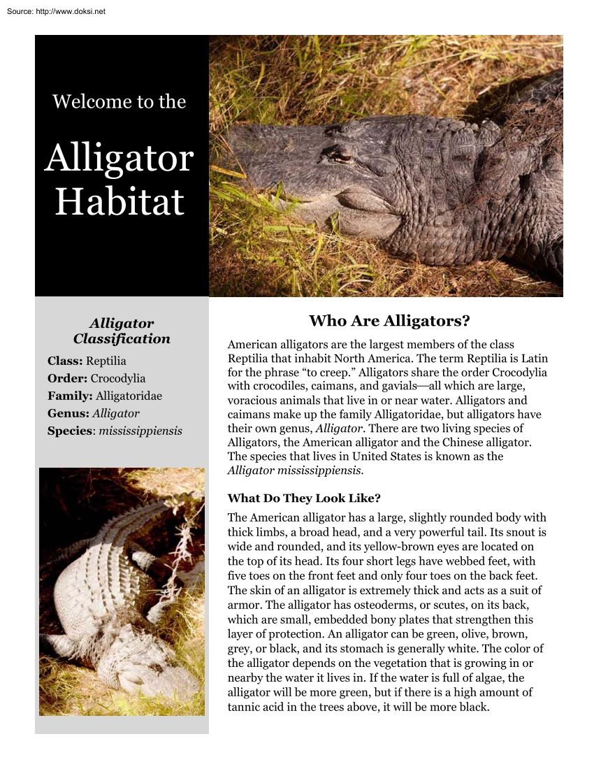 Welcome to the Alligator Habitat