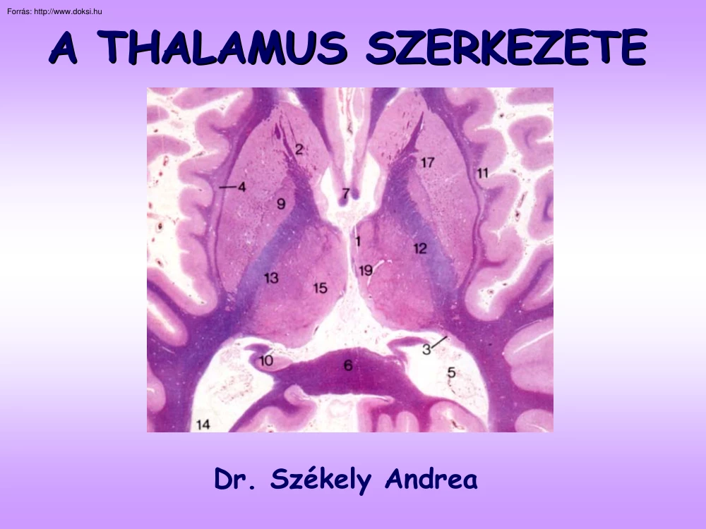 Dr. Székely Andrea - A thalamus szerkezete