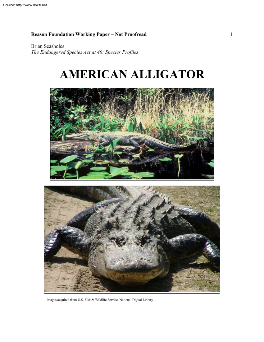 Brian Seasholes - American Alligator