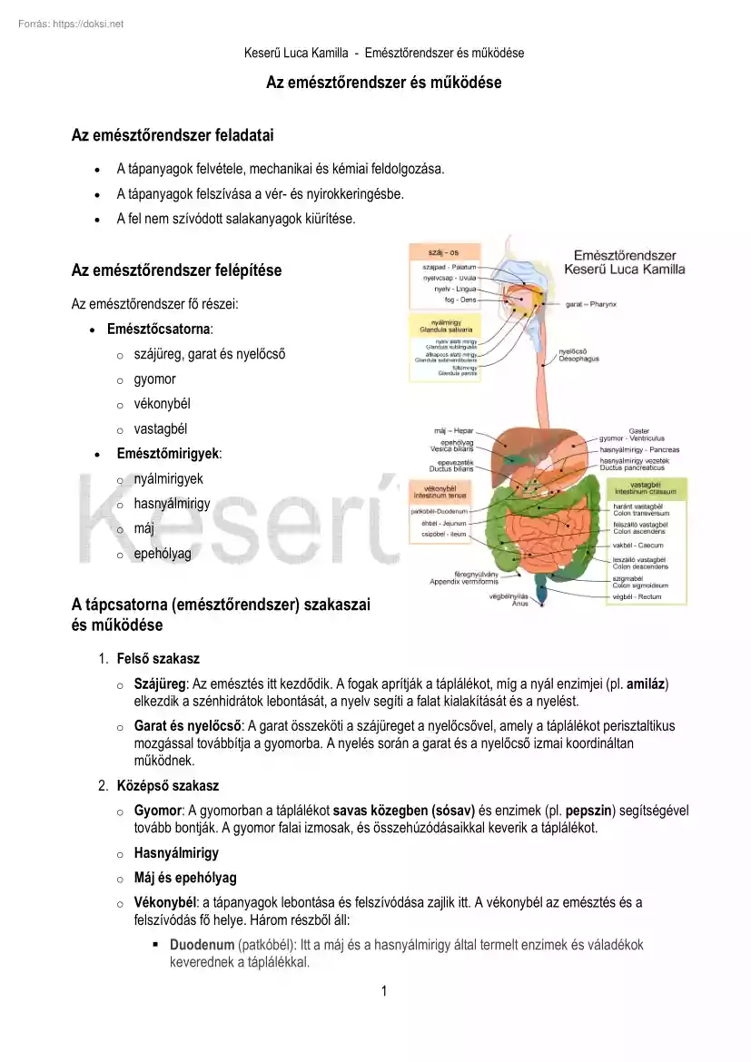 Keserű Luca Kamilla - Az emésztőrendszer és működése