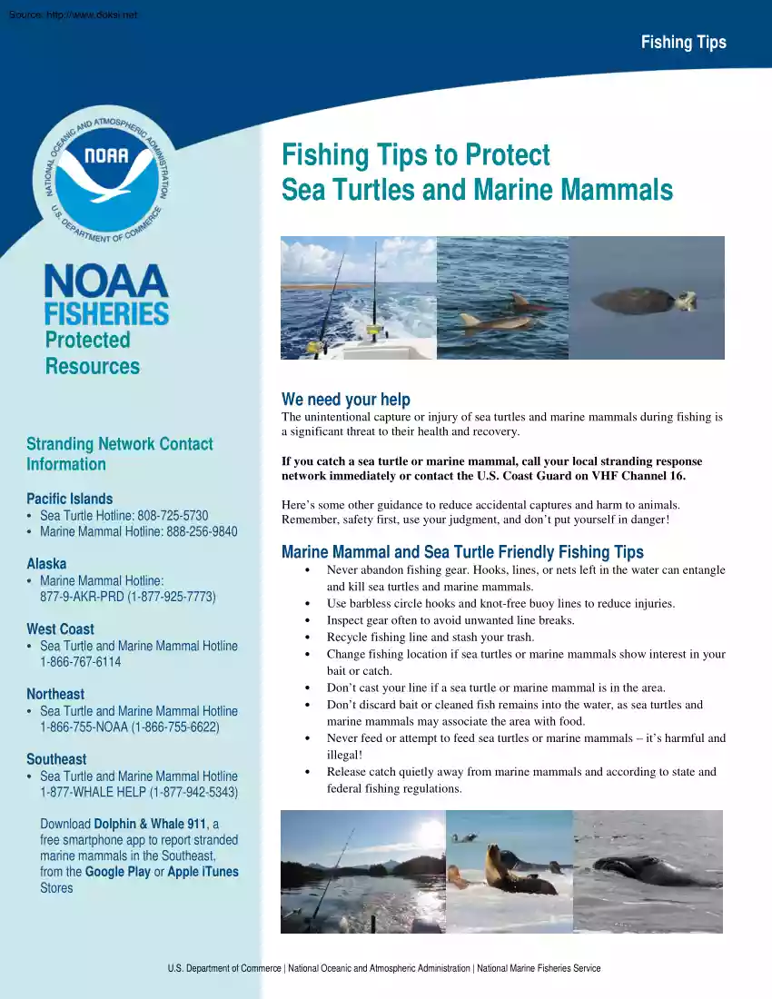 Fishing Tips to Protect Sea Turtles and Marine Mammals