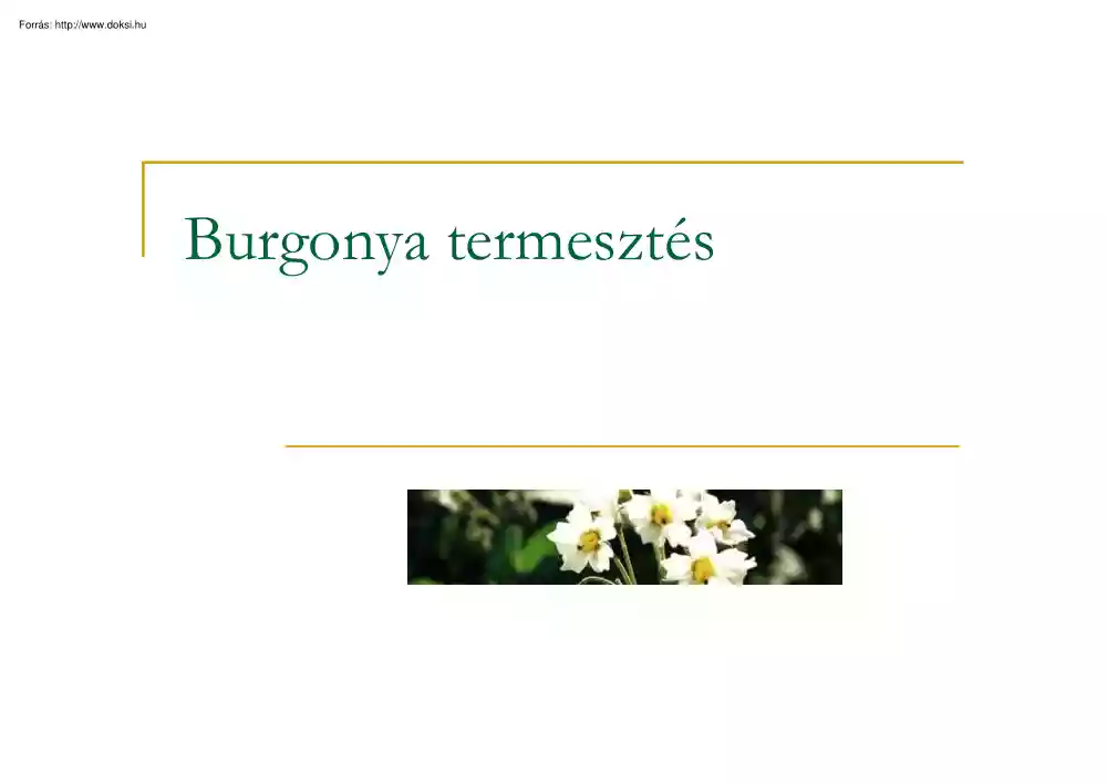 Burgonya termesztés
