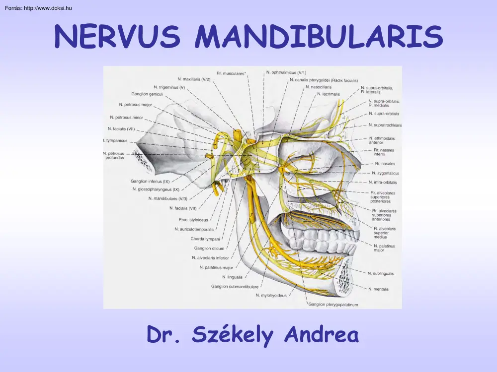 Dr. Székely Andrea - Nervus mandibularis