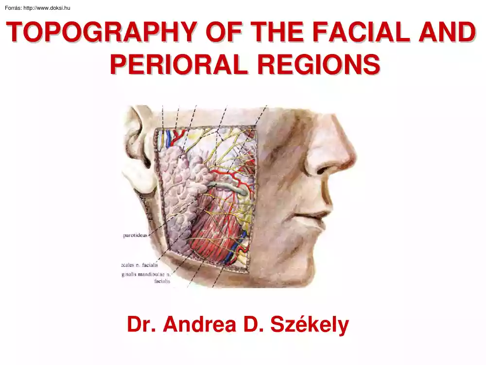 Dr. Székely Andrea - Topography of the facial and perioral regions