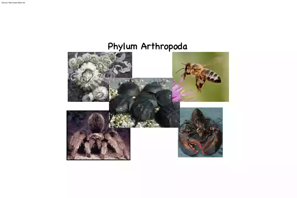 About Phylum Arthropoda