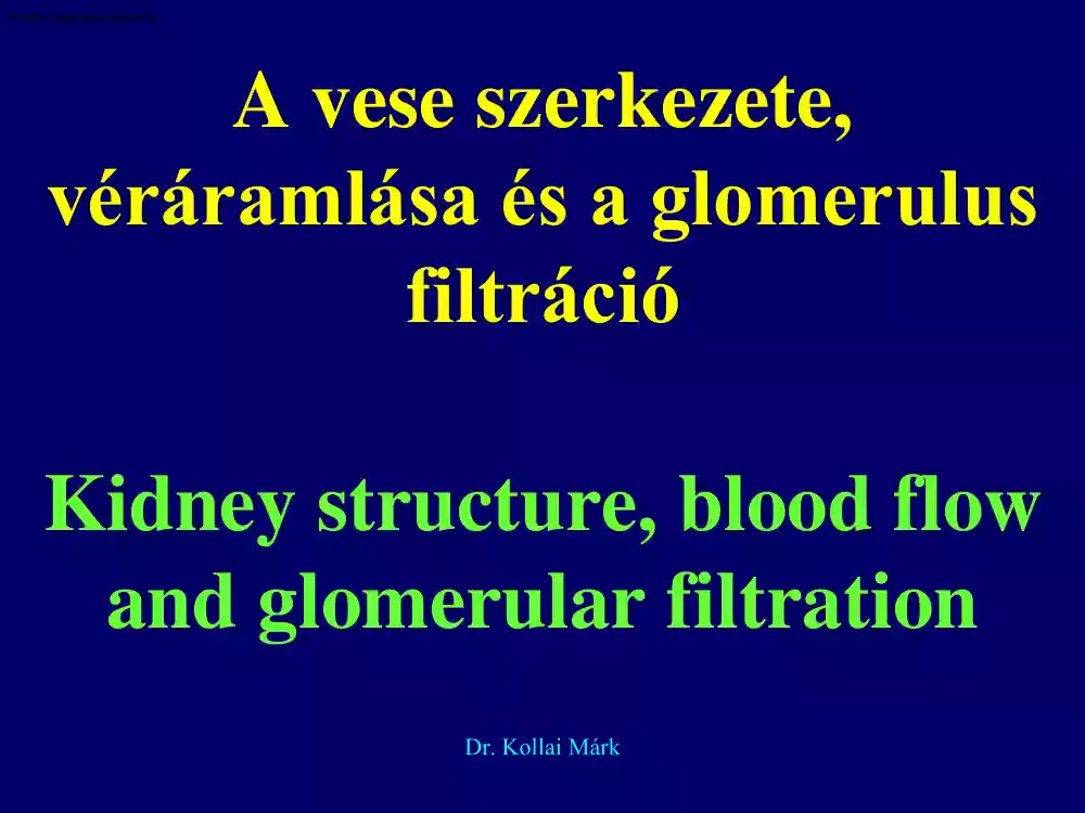 Dr. Kollai Márk - A vese szerkezete, véráramlása és a glomerulus filtráció