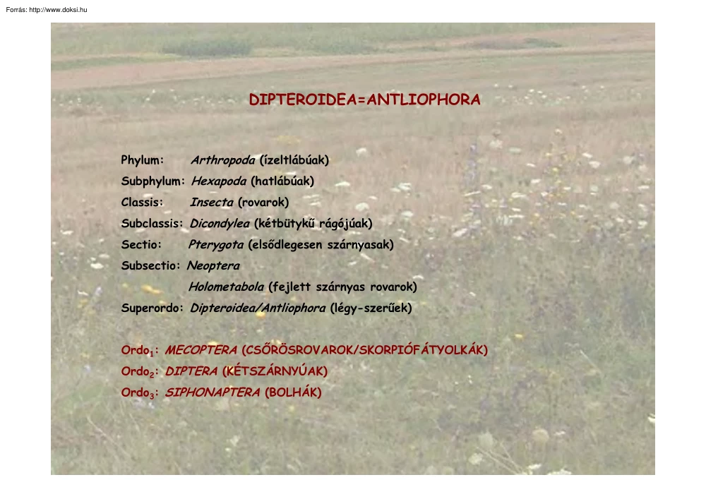 Legyek (Dipteroidea, Antliophora)