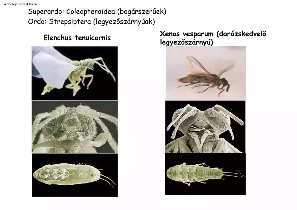 Coleopteroidea (Bogárszerűek), Neuropteroidea (Recésszárnyú-formájúak) képei