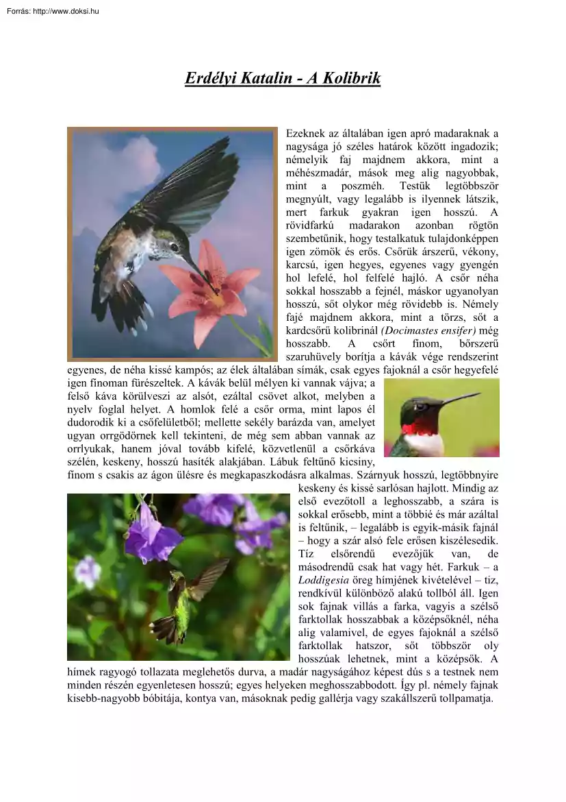 Erdélyi Katalin - A kolibrik
