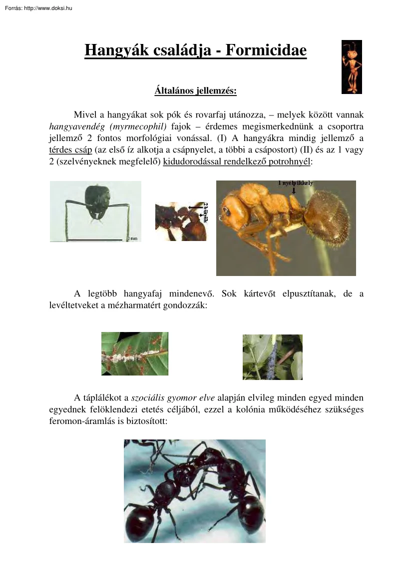 A hangyák családja - Formiciade