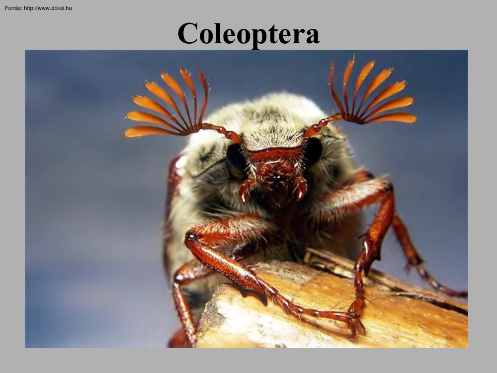 Bogarak (Coleoptera) képei I