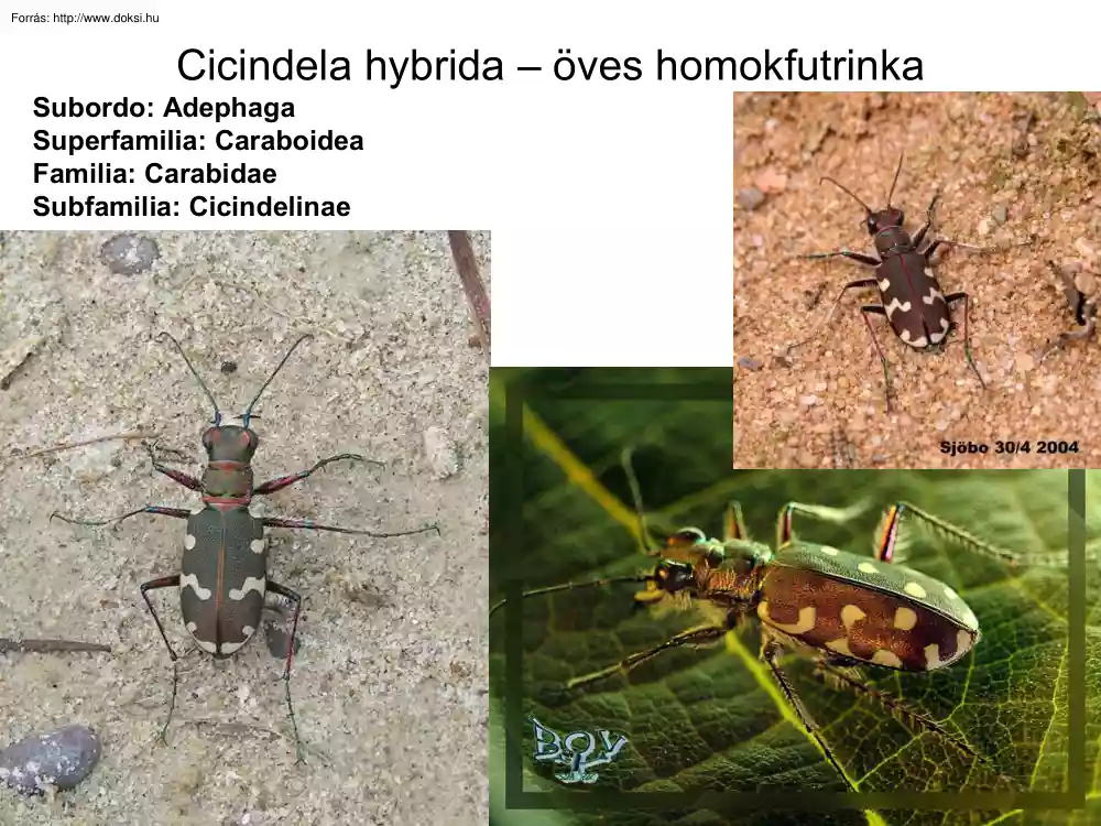 Bogarak (Coleoptera) képei II