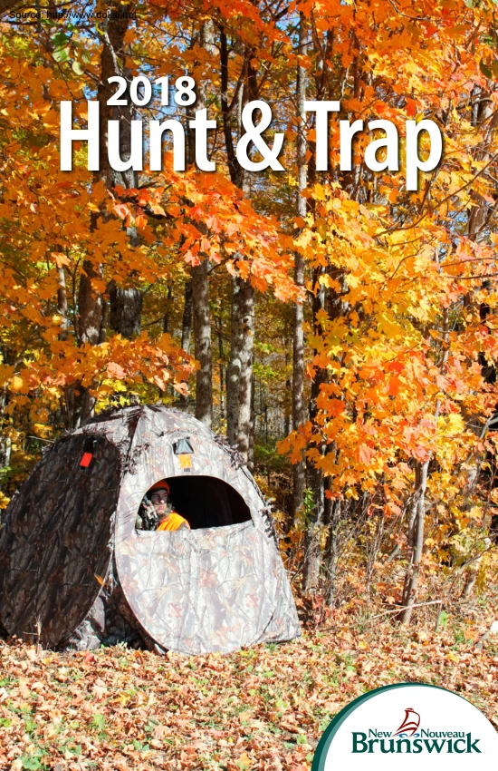 Hunt and Trap