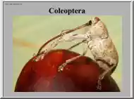 Bogarak (Coleoptera) képei III