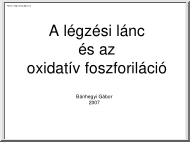 Dr. Bánhegyi Gábor - A légzési lánc és az oxidatív foszforiláció