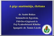 Dr. Szabó Balázs - A gége anatómiája, élettana