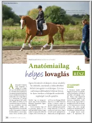 Tajti-Szalay Márta - Anatómiailag