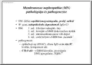 Membranosus nephropathia (MN) pathológiája és pathogenezise