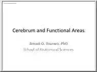 Cerebrum and Functional Areas of brain