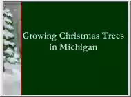 Growing Christmas Trees Growing Christmas Trees in Michigan