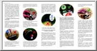 A vadon élő gombák gyűjtési kódexe