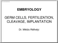 Dr. Réthelyi Miklós - Embryology