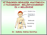 Az endokrin rendszer anatómiája (Pajzsmirigy, mellékpajzsmirigy, mellékvese)