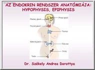 Az endokrin rendszer anatómiája (Hypophysis, epiphysis)